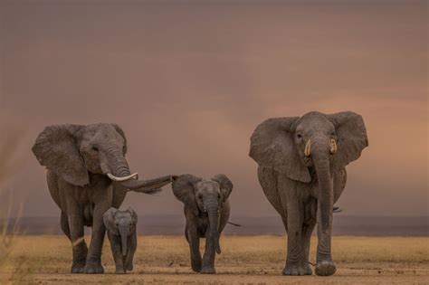 10 Adorables Fotografías De Crías De Elefante National