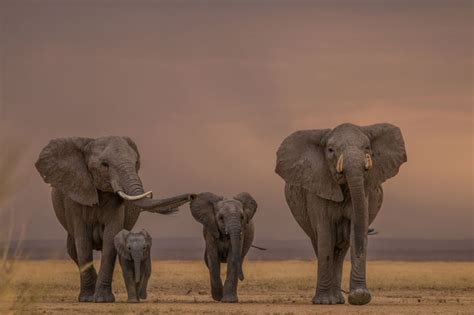 A picture of an elephant. 10 adorables fotografías de crías de elefante - National ...