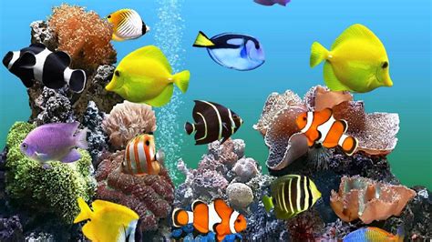 Animated Fish Tank Aquarium Live Wallpaper Live