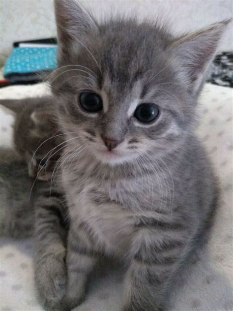 Anybody who loves cats has probably been hypnotized by these independent, mischievous. Gorgeous Kittens -Siberian/Russian Blue | UKPets