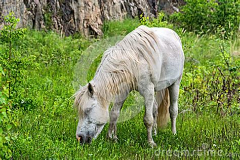 Beautiful White Horse Grazing On The Meadow Stock Image Image Of