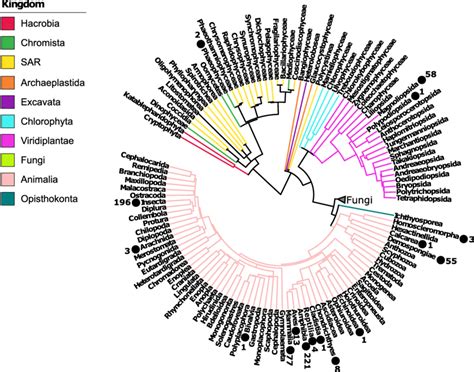 Phylogenetic Tree Of Selected Eukaryotic Hosts At The Class Level