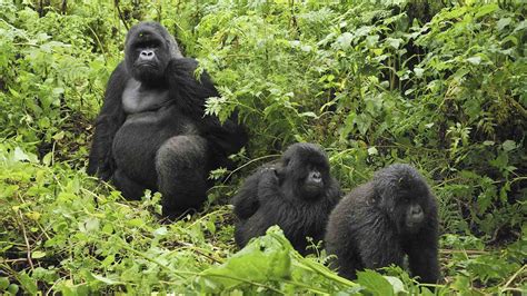 Wildlife Friendly Enterprise Network Blog Archive Mountain Gorilla