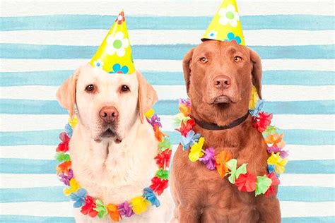 want to buy this domain? FIESTAS PARA PERROS: 8 claves para organizar el evento de ...