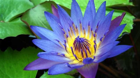 National Flower Of Sri Lanka නිල් මානෙල් Youtube