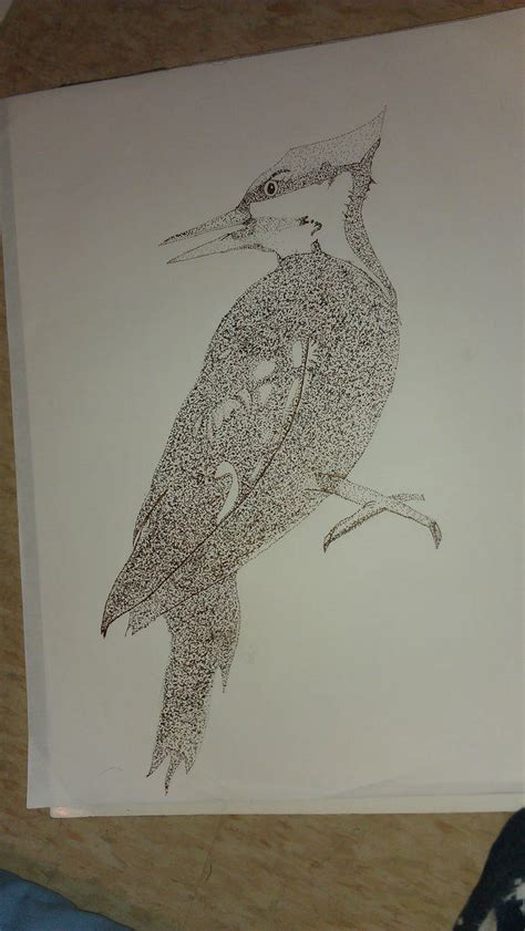 Woodpecker In Ink By Chaoticdarkness On Deviantart
