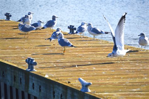 Seagulls On A Dock The Diy Lighthouse