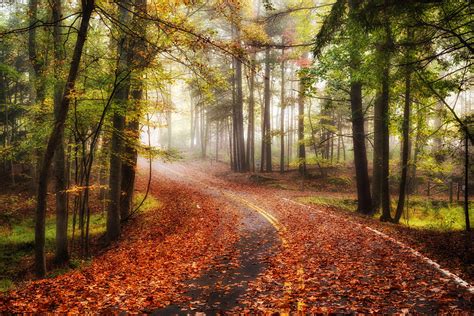 Autumn Road Forest Trees Fog Landscape Wallpapers Hd Desktop And Mobile Backgrounds