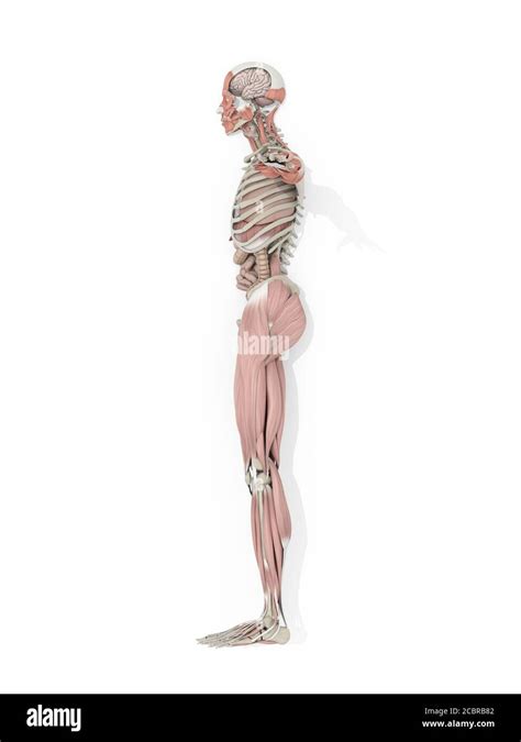 anatomía ilustración del lado del cuerpo humano completo fotografía de stock alamy
