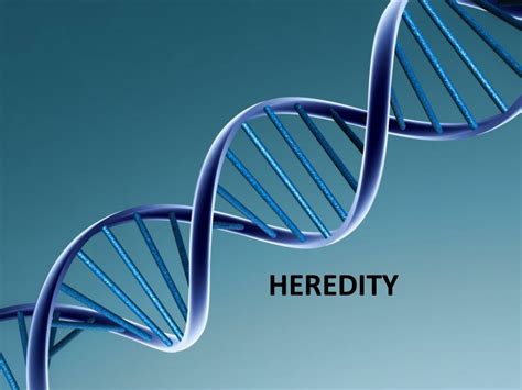 Ppt Heredity Powerpoint Presentation Free Download Id2030145