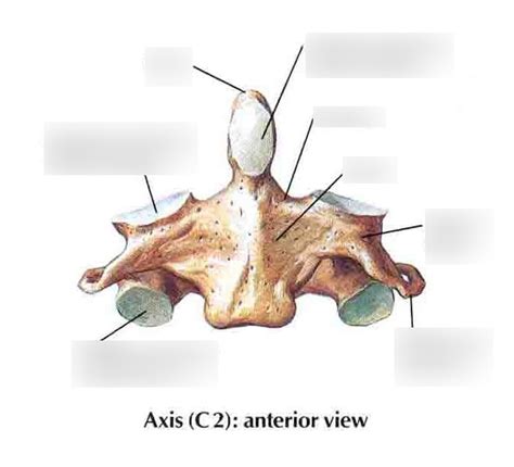 Cervical Axis Vertebra Inferior View Diagram Quizlet