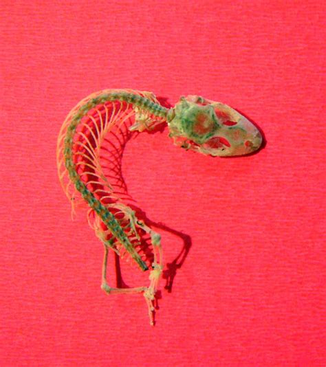 Gecko Skeleton Project Noah