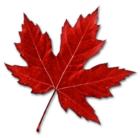 Canada Maple Leaf Clip Art Canada Png Download 850841 Free