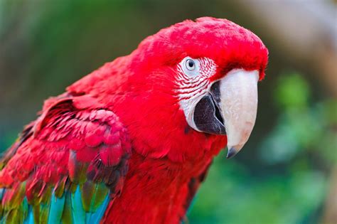 Lovely Red Parrot Face Scarlet Pinterest Bird