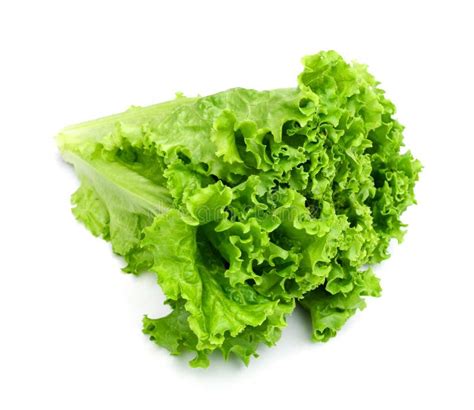 Fresh Green Lettuce Salad Vegetable Stock Image Image Of Magic Salad