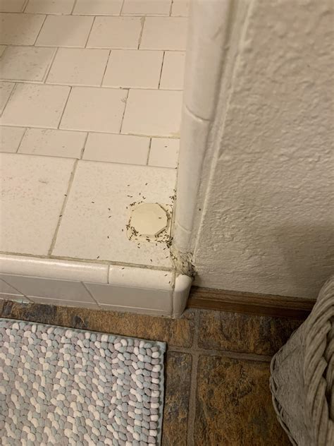 Trusted quality for over 80 years! What ants are these? And how do I get my shower and tub ...
