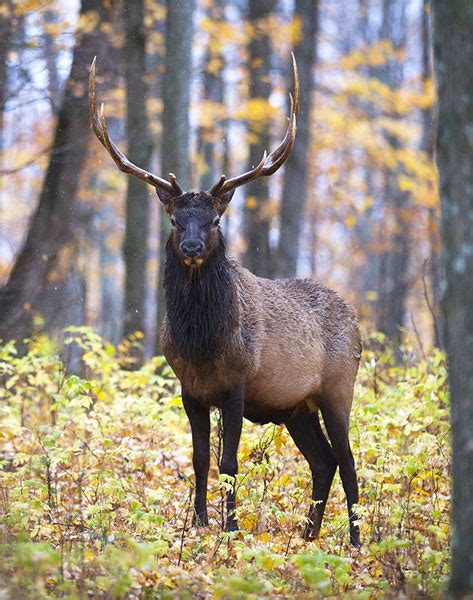 Michigan Elk Healthy And Growing