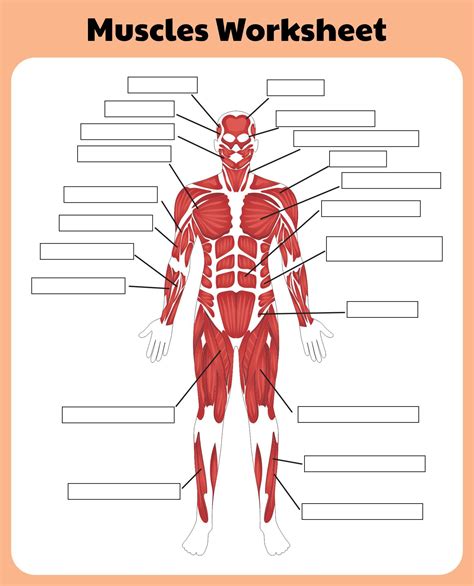 Unlabeled Muscle Diagram Worksheet