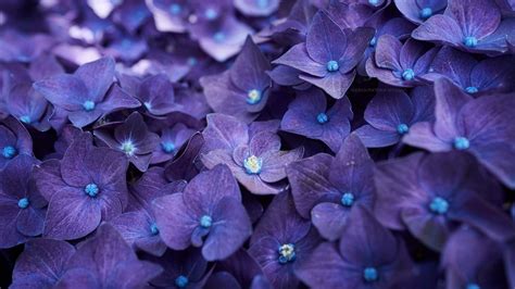 Bluish Purple Hortensia Flowers Backiee