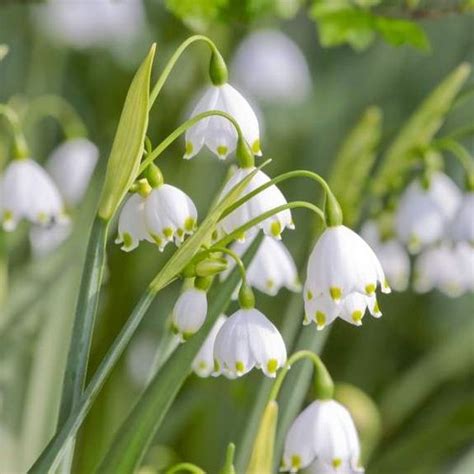 Bright yellow flowers are collared in ruffled green leaves and only grow about 3″ tall grows to 4″ tall with dainty looking, fragrant flowers. Pinterest • The world's catalog of ideas
