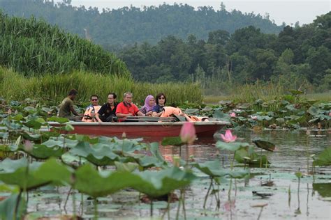 Chini lake, better known locally as tasik chini, is a lake in pekan district, pahang, malaysia. Tasik Lagenda Naga, Tasik Chini Pahang Bakal 'Berwajah ...