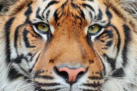 Close Up Detail Portrait Of Tiger Sumatran Tiger