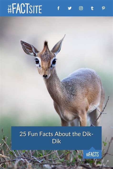 25 Fun Facts About The Dik Dik The Fact Site