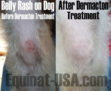 Dermacton Reviews With Images Dog Skin Cream Itchy Dog Skin Dog Skin