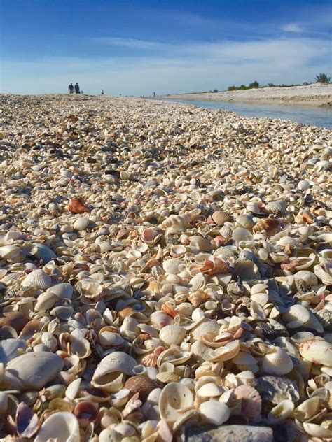 Best Shelling Beaches In California Where To Find The Best Shelling