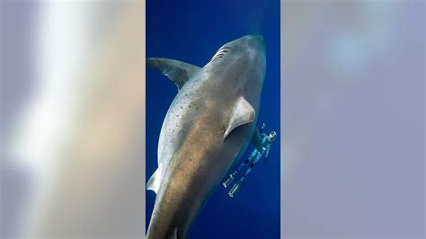 Worlds Largest Great White Shark Deep Blue Gives Diver A Close Up