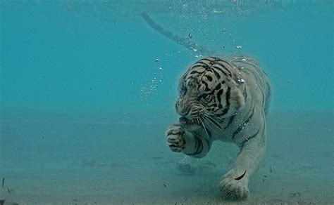 White Tiger Who Loves To Eat His Meal Underwater 2018