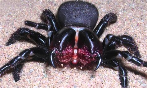 20 Most Dangerous Venomous Spiders Of The Worlds 10 Top Trending