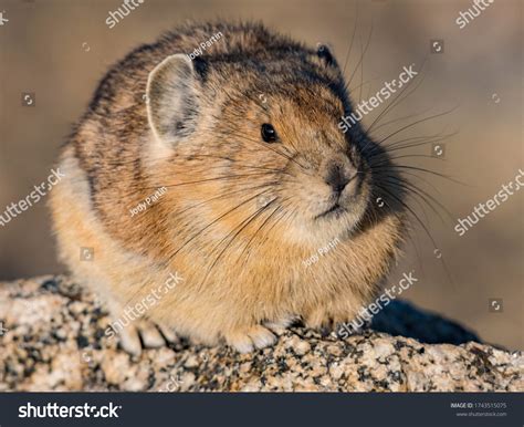 Fat Little Pika Colorado Stock Photo 1743515075 Shutterstock