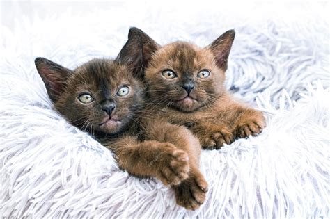 Premium Photo Two Little Cute Kittens Of Burmese Breed Lie On A