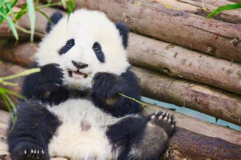 Chengdu Research Base Of Giant Panda Breeding ΔrΔbicΔ