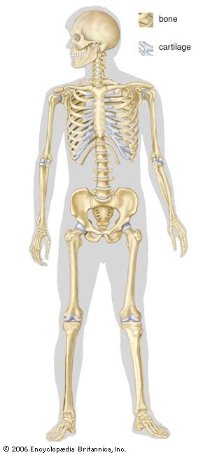 Skeletal System Human Skeletal System Kids Encyclopedia Children