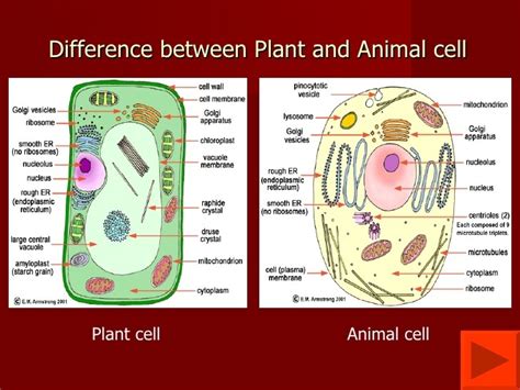Available now to brainly app users in the us. explain the structure of a plant and animal cell - Brainly.in
