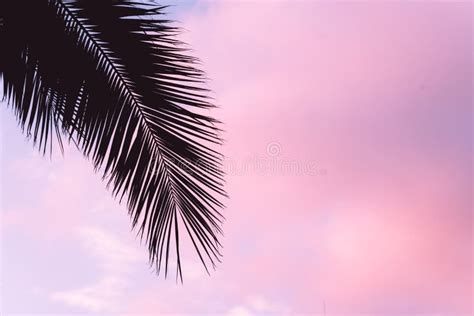 Silhouette Twigs Leaf Palm Tree At Lilac Pink Sunset Vacation And