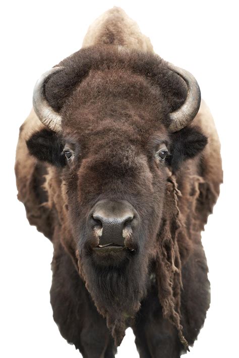 Bison Png Pic Png Arts