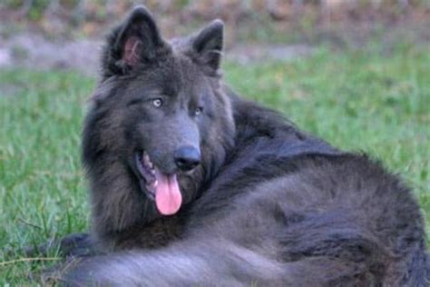 The Blue German Shepherd What Should You Know About It