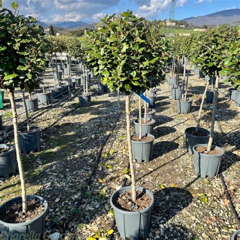 Standard Elaeagnus Ebbingei Compacta Cm Stem Litre