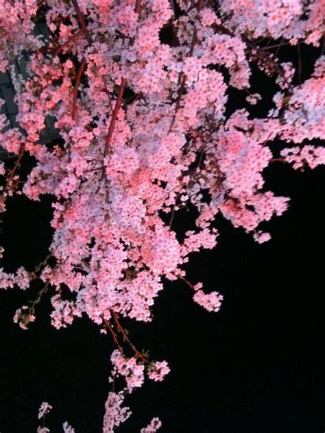 Cherry Blossoms At Night Cherry Blossom Cherry Blossom Tree Flowers