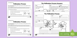 MRS NERG KS2 Flash Cards | Characteristics of Living Things