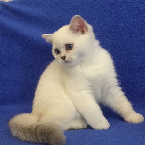 White British Shorthair Kittens For Sale