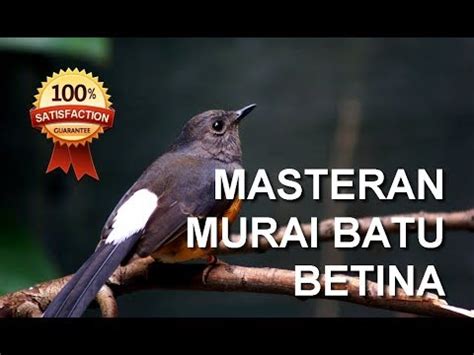 Download mp3 suara flamboyan betina gratis, ada 20 daftar lagu suara flamboyan betina yang bisa anda download. Suara Burung Murai Betina Buat Memancing Jantan - Berbagai ...