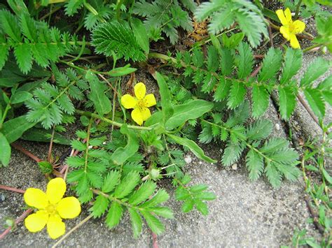 Argentina anserina is a perennial growing to 0.3 m (1ft) by 1 m (3ft 3in) at a fast rate. Argentina anserina, Silverweed, Zilverschoon | Potentille De… | Flickr