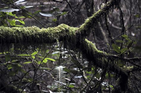Mossy Branch Free Stock Photo Public Domain Pictures