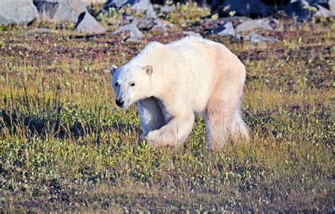 Polar Bear At Churchill Manitoba Canada Taken With Nikon D3100
