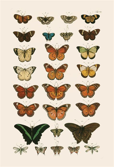 Vintage Butterfly Print High Quality Reproduction Old Nature Print