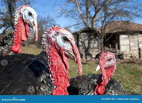 Domestic Turkey Closeup Stock Photo Image Of Field Countryside 34887188